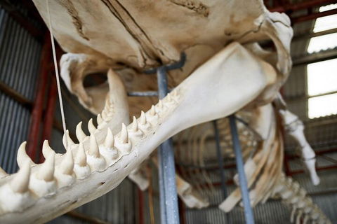 Albany's Whale Story - Accommodation Cairns 5