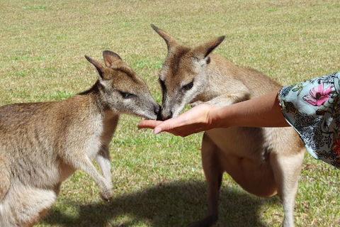 Kuranda Rainforestation & Kuranda Scenic Rail - Accommodation Cairns 4