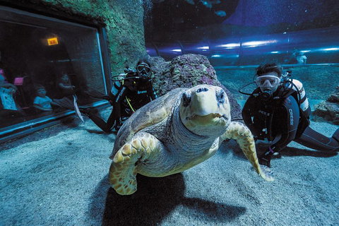 Dive With Sharks At AQWA - Accommodation Cairns 2