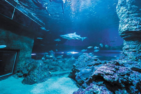 Dive With Sharks At AQWA - Accommodation Cairns 3