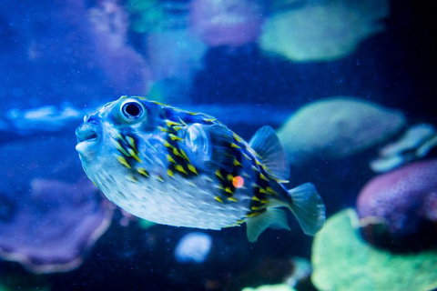 Dive With Sharks At AQWA - Accommodation Cairns 4