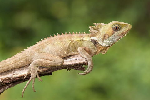 Atherton Tablelands Rain Forest By Night From Cairns - Accommodation Cairns 1