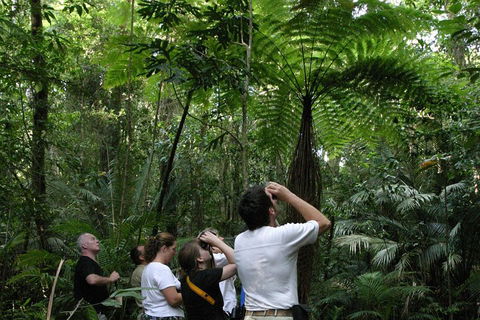 Atherton Tablelands Rain Forest By Night From Cairns - Accommodation Cairns 3