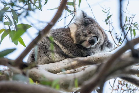 Great Ocean Road And Grampians 2 Day Short Break Escape From Melbourne - Accommodation Cairns 2