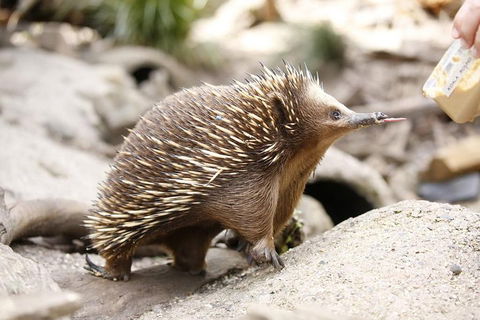 Healesville Sanctuary General Entry Ticket - Accommodation Cairns 4