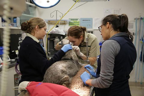 Healesville Sanctuary General Entry Ticket - Accommodation Cairns 5