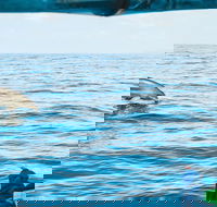Cruise with Dolphins in Byron Bay - Accommodation Cairns