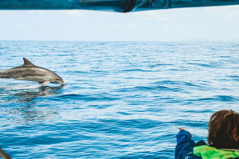Cruise With Dolphins In Byron Bay - Accommodation Cairns 0