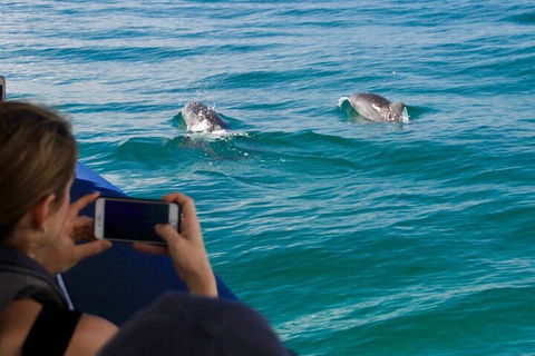 Cruise With Dolphins In Byron Bay - Accommodation Cairns 1