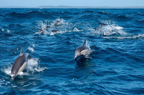Cruise With Dolphins In Byron Bay - Accommodation Cairns 2