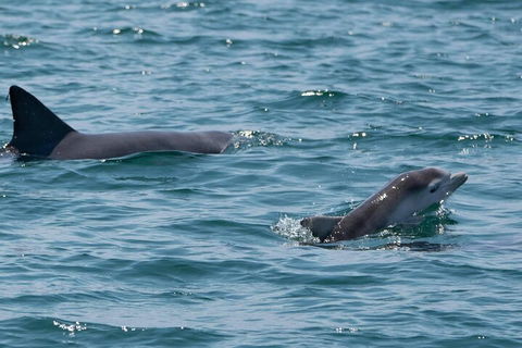 Cruise With Dolphins In Byron Bay - Accommodation Cairns 5