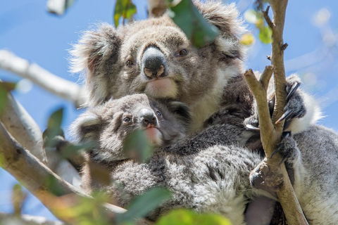 3-Day Adelaide To Melbourne Overland Trip Through Grampians And Great Ocean Road - Accommodation Cairns 3