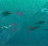 40-45 Minute Port Stephens and Stockton Beach Helicopter Flight - For 2 - Accommodation Cairns