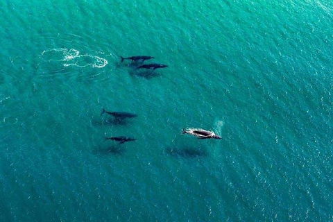 40-45 Minute Port Stephens And Stockton Beach Helicopter Flight - For 2 - Accommodation Cairns 0