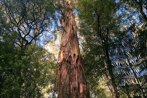 Ultimate Reverse Direction - 12 Apostles, Great Ocean Road - Small Group Tour - Accommodation Cairns 2