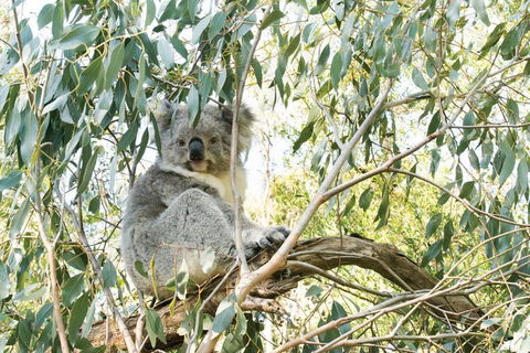 Ultimate Reverse Direction - 12 Apostles, Great Ocean Road - Small Group Tour - Accommodation Cairns 5