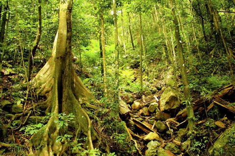 Barron Gorge And Kuranda National Park Half Day Rainforest And Waterfall 4WD Tour From Cairns - Accommodation Cairns 4