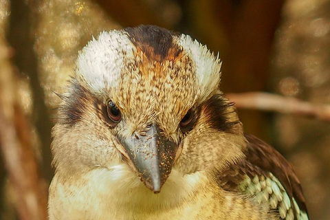 Australian Animals, Seascape And Sunset Photography Tour - Accommodation Cairns 3