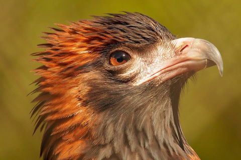 Australian Animals, Seascape And Sunset Photography Tour - Accommodation Cairns 4