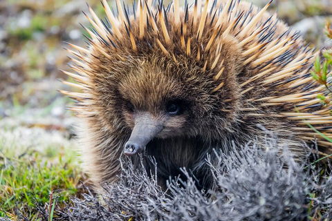 LGBT+ Friendly 3 Day Tour The Grampians, Daylesford & Ballarat - Accommodation Cairns 0