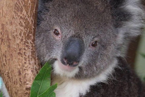 All Inclusive Blue Mountains Small-Group Day Trip From Sydney - Accommodation Cairns 1