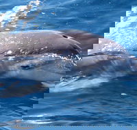 Jervis Bay Dolphin Watch Cruise - Accommodation Cairns