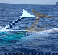 Whale Watching Jervis Bay - Accommodation Cairns