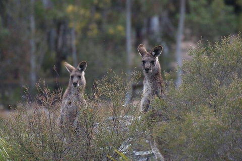 Inside The Greater Blue Mountains World Heritage - A Wildlife Safari Overnight - Accommodation Cairns 2