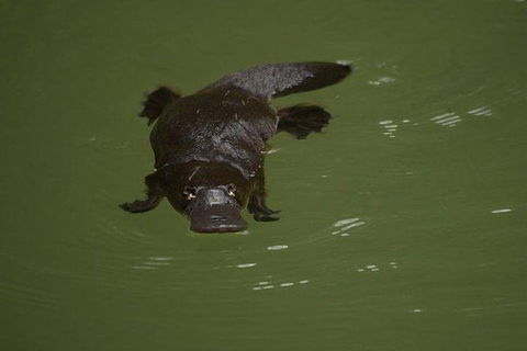 Inside The Greater Blue Mountains World Heritage - A Wildlife Safari Overnight - Accommodation Cairns 5