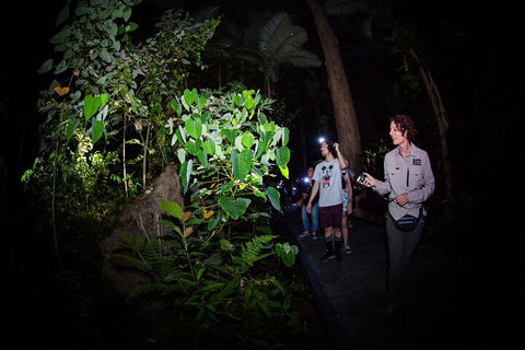 Let's Go Buggin & Let's Go Shroomin - Photography & Nature Walking Tours - Accommodation Cairns 4