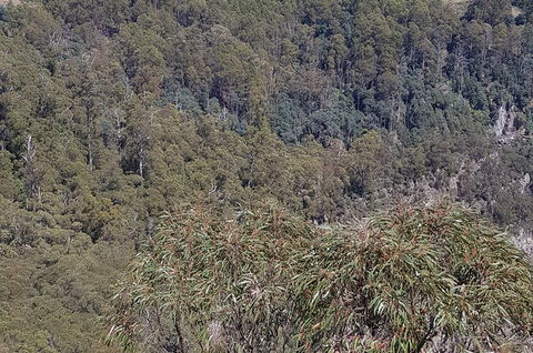 Leven Canyon Day Trip Including Wings Wildlife Park Or Gunns Plains Caves - Accommodation Cairns 4