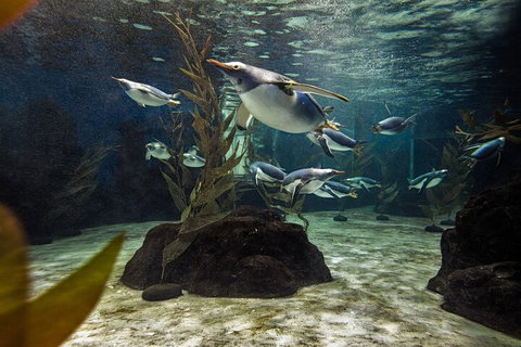 SEA LIFE Sydney Aquarium Entrance Ticket - Accommodation Cairns 0