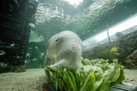 SEA LIFE Sydney Aquarium Entrance Ticket - Accommodation Cairns 2