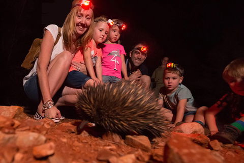 Alice Springs Desert Park Nocturnal Tour - Accommodation Cairns 5