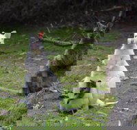 Full-Day Guided Bruny Island Tour from Hobart - Accommodation Cairns