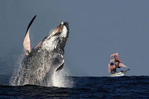 Sydney Harbour Tall Ship Whale & Sail - Whale Watching Cruise - Accommodation Cairns 0