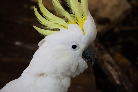 Cairns ZOOM And Wildlife Dome - Accommodation Cairns 2