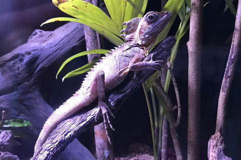 Cairns Aquarium Admission Ticket - Accommodation Cairns 0