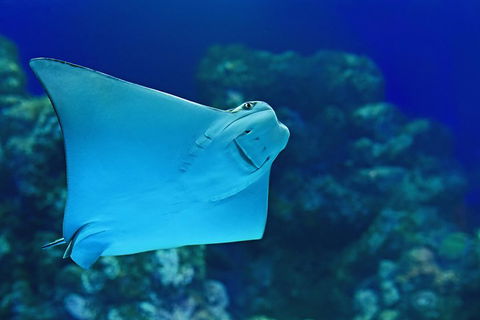 Cairns Aquarium Admission Ticket - Accommodation Cairns 2