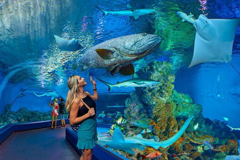 Cairns Aquarium Admission Ticket - Accommodation Cairns 3