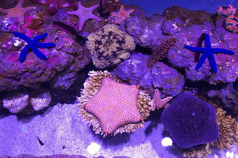 Cairns Aquarium Admission Ticket - Accommodation Cairns 5