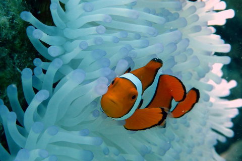 Seastar Luxury Outer Great Barrier Reef Island And Reef Tour From Cairns - Accommodation Cairns 0