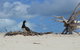 Seastar Luxury Outer Great Barrier Reef Island And Reef Tour From Cairns - thumb 1