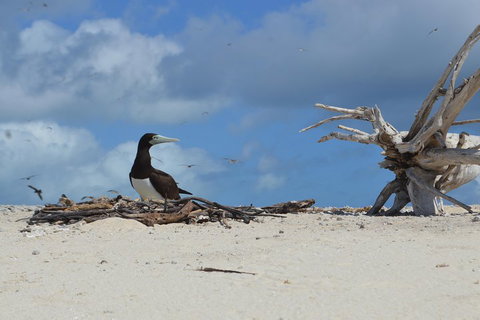 Seastar Luxury Outer Great Barrier Reef Island And Reef Tour From Cairns - Accommodation Cairns 1