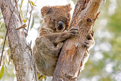Wild Australian Wildlife 4WD Tour From Sydney - Accommodation Cairns 1