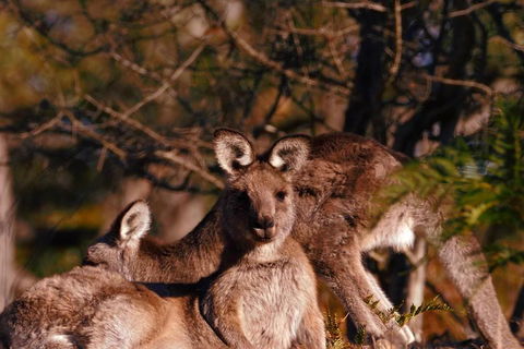 Wild Australian Wildlife 4WD Tour From Sydney - Accommodation Cairns 3