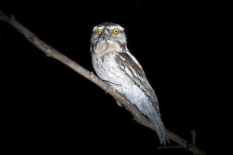 Wild Australian Wildlife 4WD Tour From Sydney - Accommodation Cairns 4