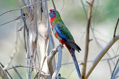 Wild Australian Wildlife 4WD Tour From Sydney - Accommodation Cairns 5