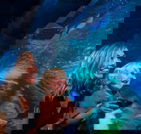 SEA LIFE Sunshine Coast Aquarium Entrance Ticket - Accommodation Cairns