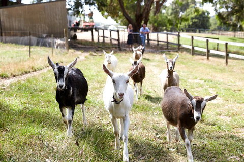 Mornington Peninsula Farm Produce Wine And Cider Tour - Accommodation Cairns 3